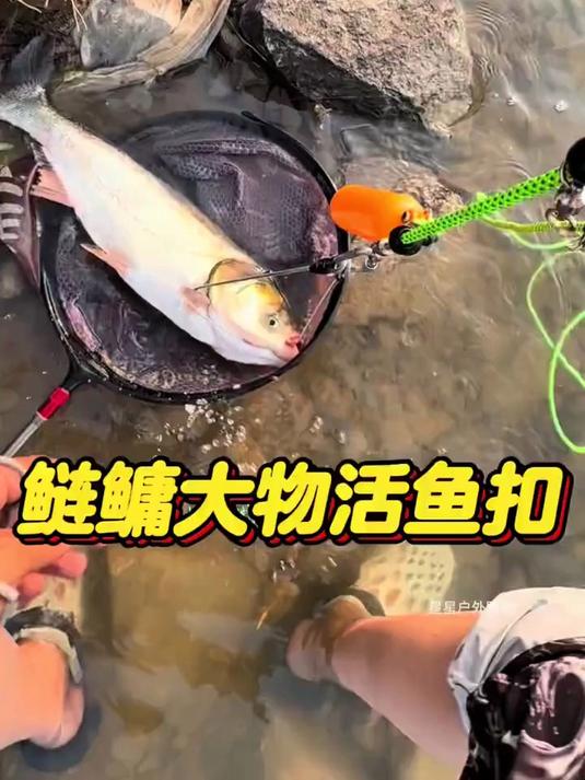 不喜欢鱼腥味的钓友可以试试这款大物活鱼扣 活鱼扣 锁鱼扣