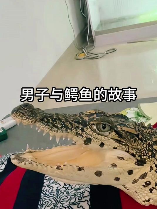 男子与鳄鱼的故事