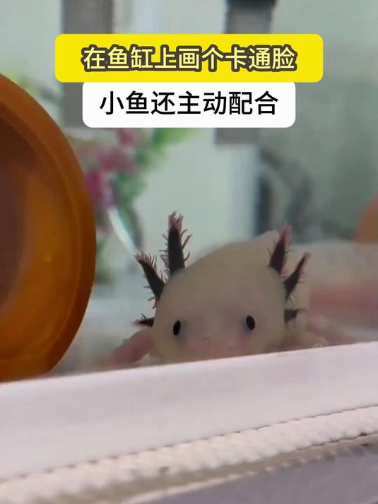 在鱼缸上画个卡通脸,小鱼还一脸配合