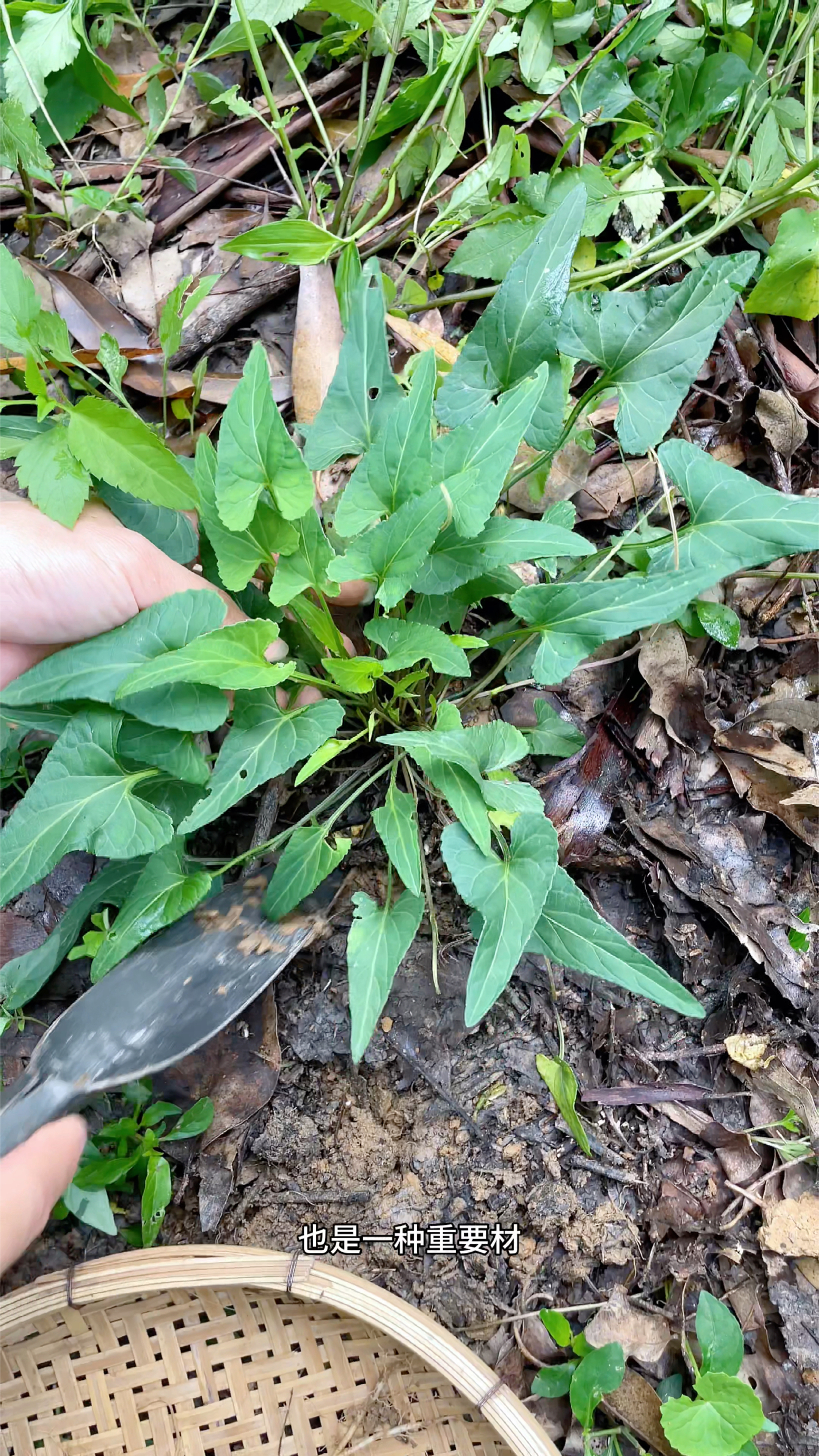 紫花地丁又叫犁头草、野堇菜,遇见采挖些