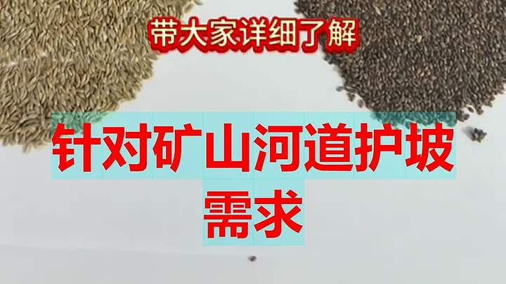 矿山河道护坡专用品种 草坪种子 草籽 护坡草籽 地被类
