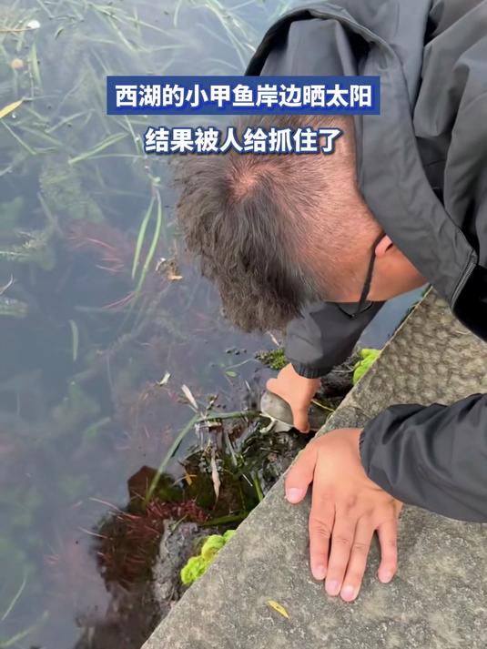西湖的小甲鱼岸边晒太阳,结果被人给抓住了