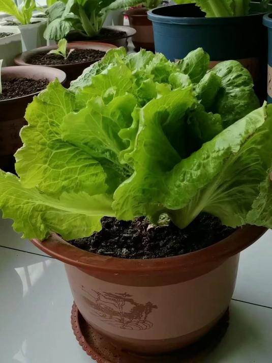 火锅配菜自己种，边边掰菜超新鲜，吃着就是爽