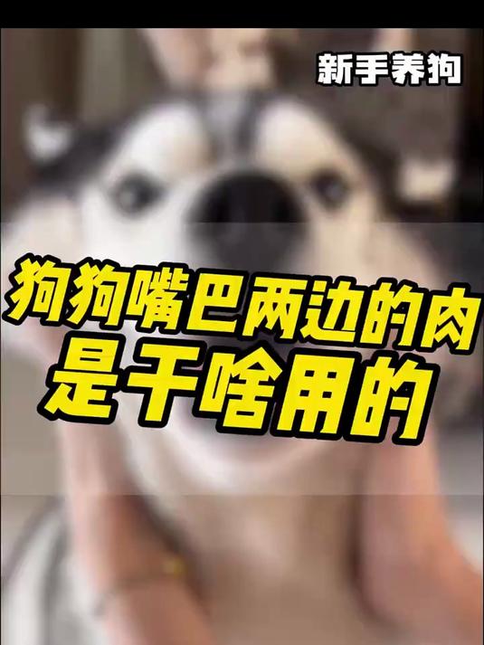 狗狗嘴巴两边锯齿状的肉肉，像拉链一样的小揪揪~