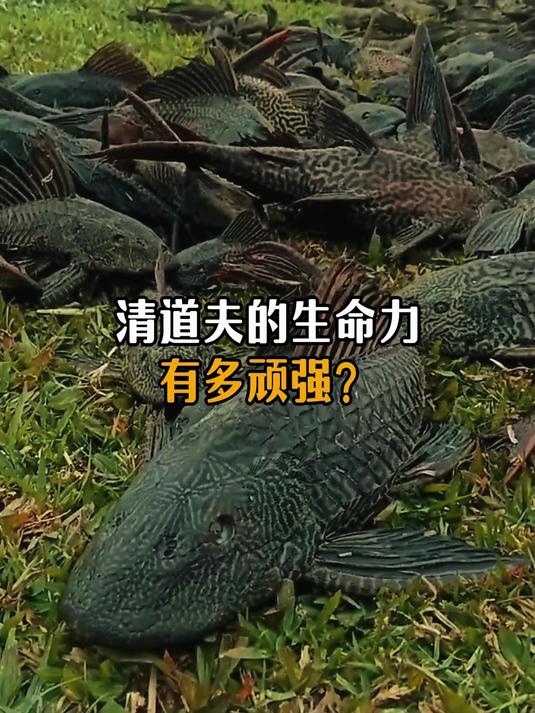 清道夫的生命力有多顽强？