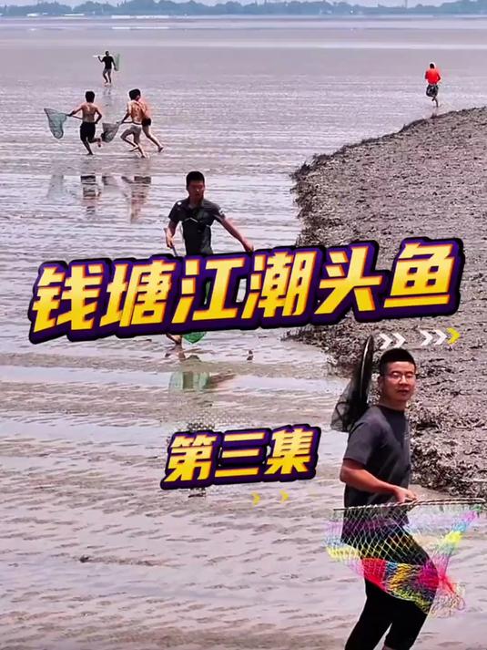 全国最刺激的抢鱼现场！钱塘江捞潮头鱼！