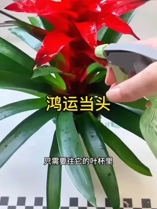 快过年,养盆鸿运当头怎么样?寓意佳颜值高