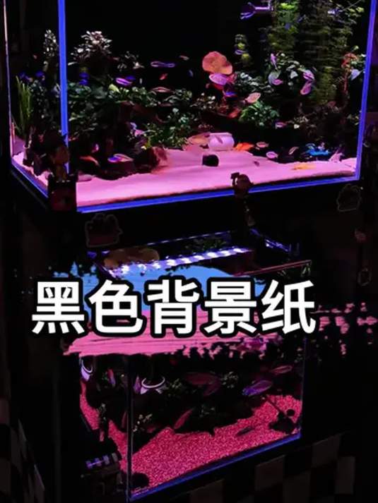 鱼缸贴黑背景纸,鱼儿发色好安静不跳缸,超实用