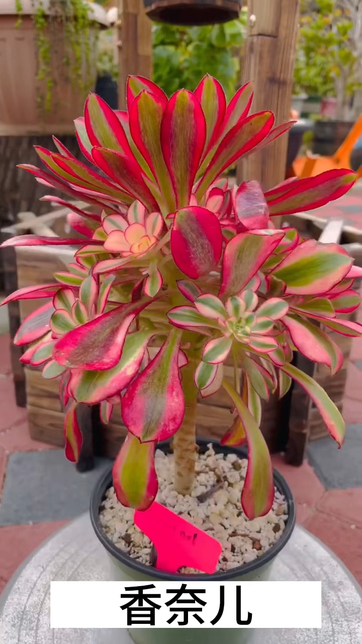 法师多肉,香奈儿和美杜莎