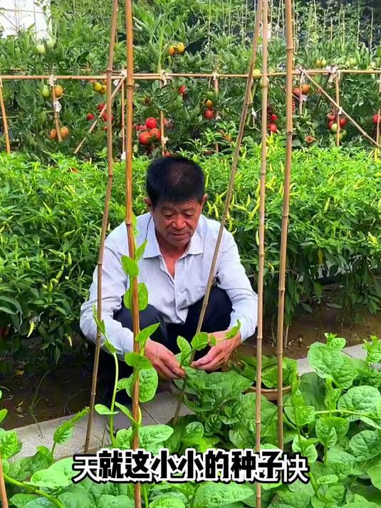 新手友好!大叶木耳菜种子发芽率高,30天就能采收第一茬!