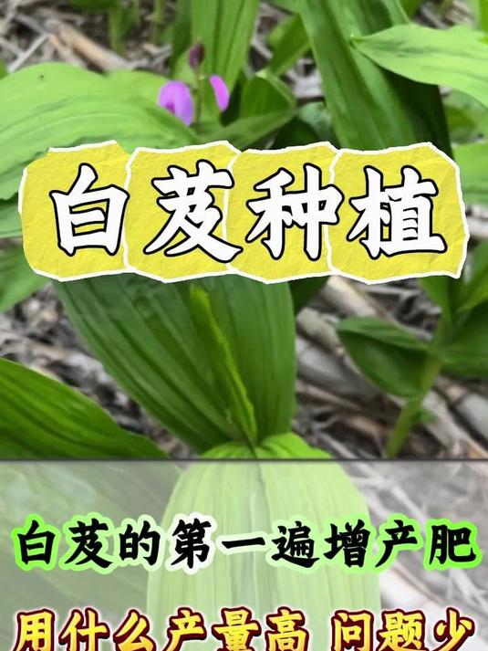 白芨的第一步增产肥 用什么产量高 病害少#白芨种植##白芨的种植条件和环境##白芨##药材