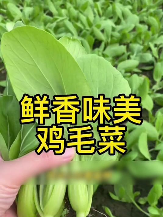 种小青菜选啥?鸡毛菜!快发芽快长!