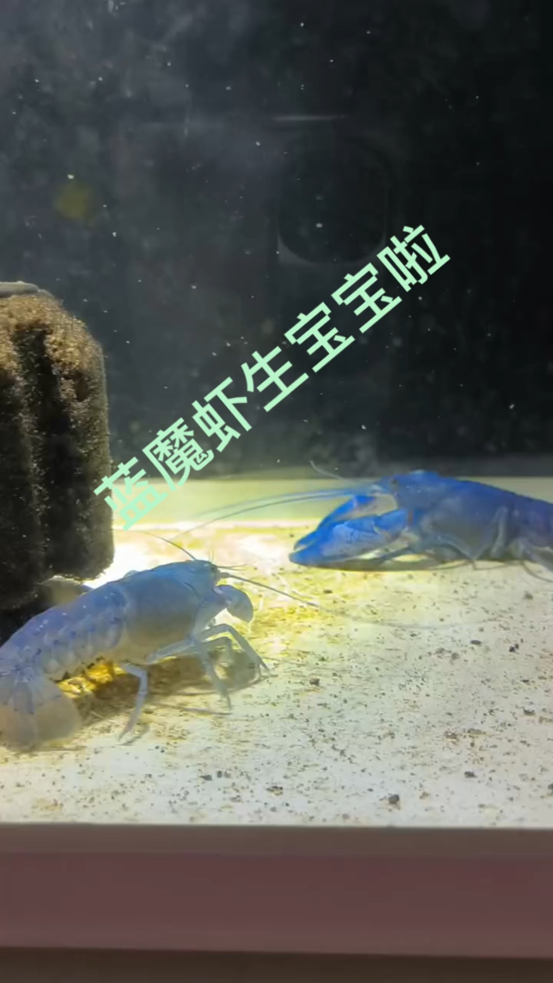 自家繁殖的天空蓝魔虾