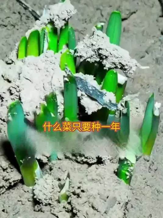 独根红韭菜不一般!紫根宽叶味浓,阳台小院都能种