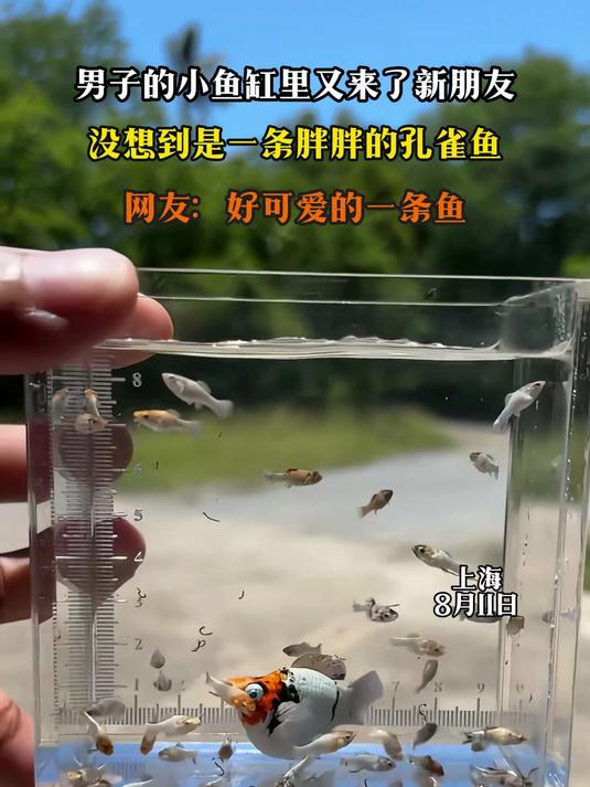 男子的小鱼缸里又来了新朋友,没想到是一条胖胖的孔雀鱼