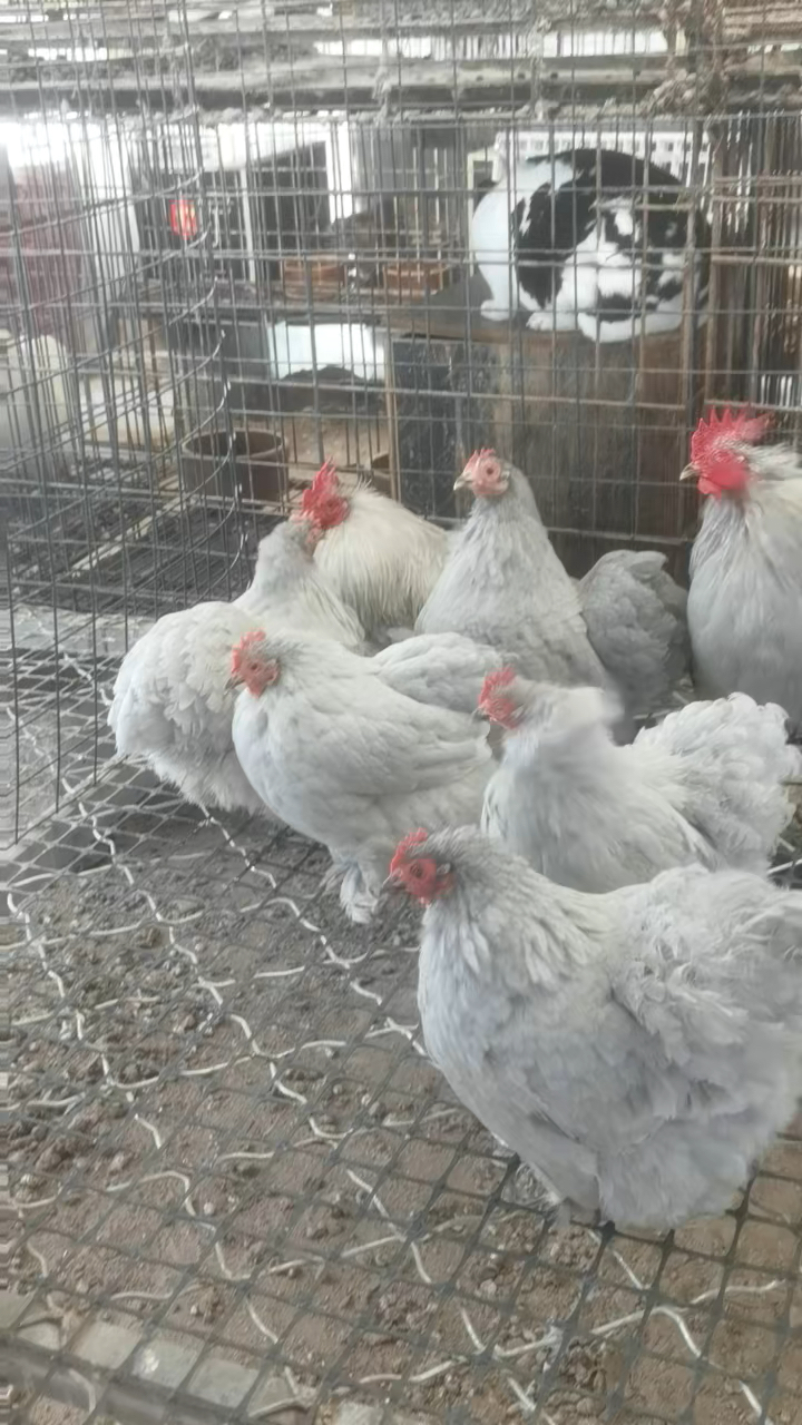 薰衣草钦球观赏鸡珍禽养殖