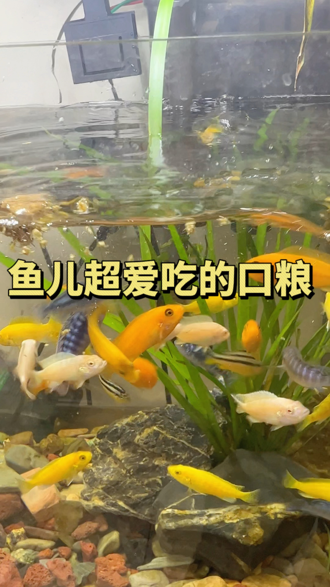 丰年虾块经去除盐分采用丰年虾冻干技术,充分保留了鲜活丰年虾的营养。#水族#丰年虾块