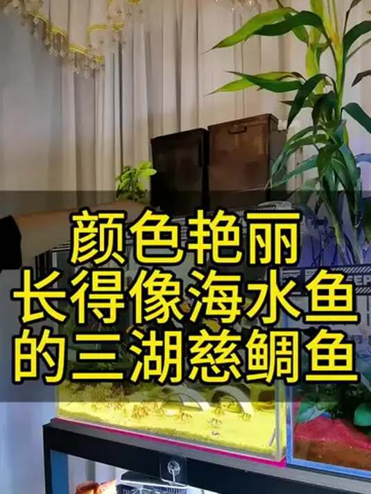 50 缸混养超百条鱼!三湖慈鲷和虎皮能行吗