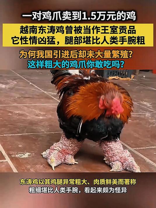 东涛鸡曾作为越南皇室的贡品,它腿部粗壮,为何我国却未大量繁殖