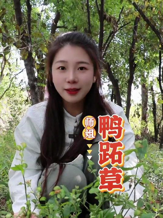 「鸭跖草」农村一种小草,开花呈现蓝色,不仅美观作用也不小!