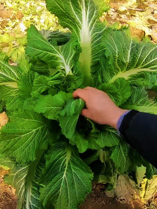 儿菜是什么菜你知道吗