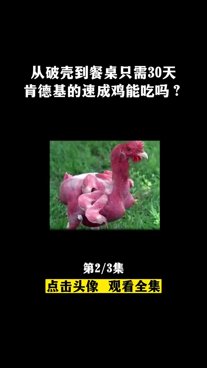 从破壳到餐桌只需30天,肯德基的速成鸡是啥品种?对人体有害吗?