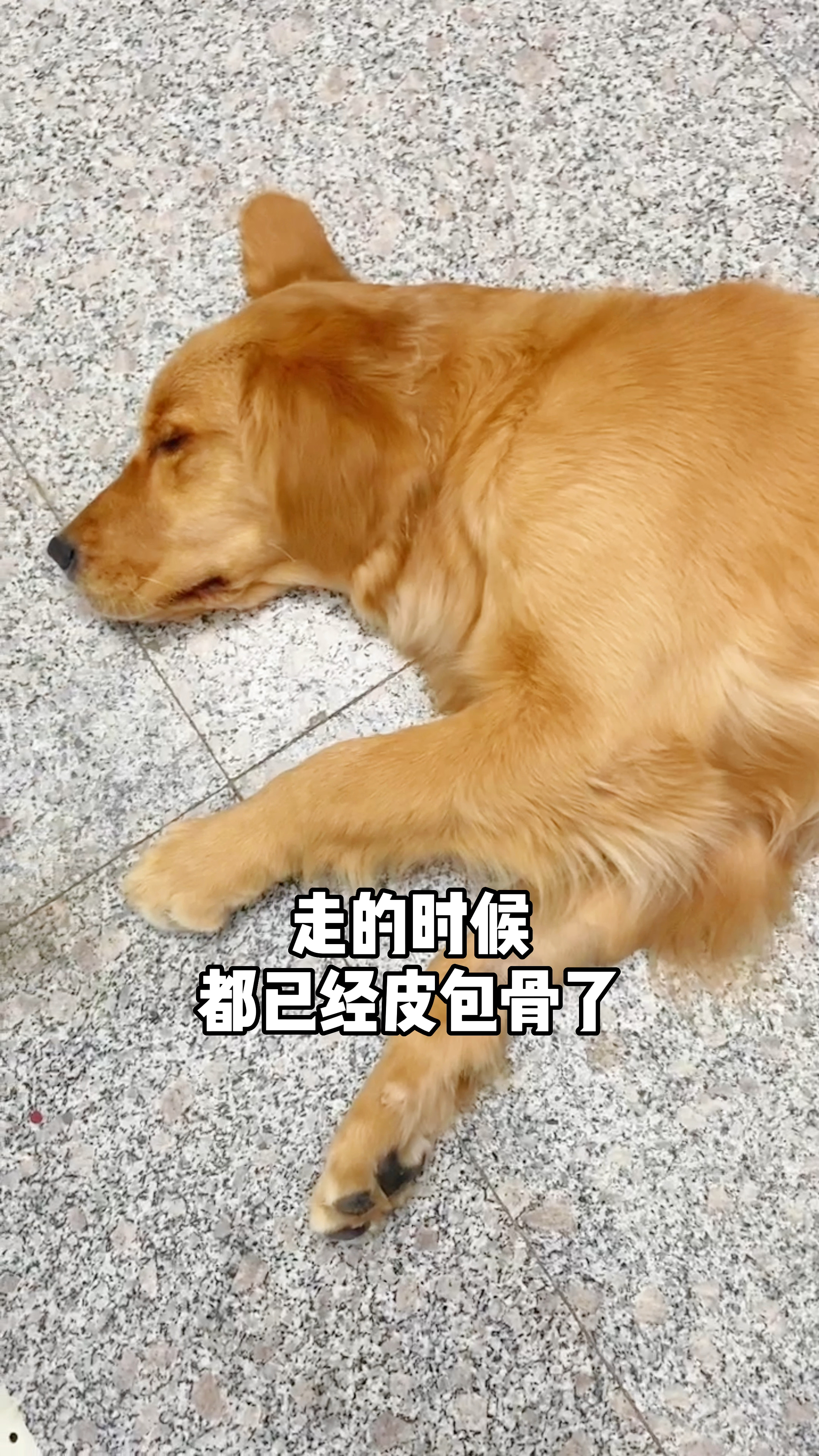 做恶作剧的奶茶