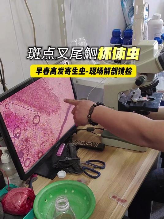 早春寄生虫多发,斑点叉尾鮰鳃丝上有大量杯体虫!