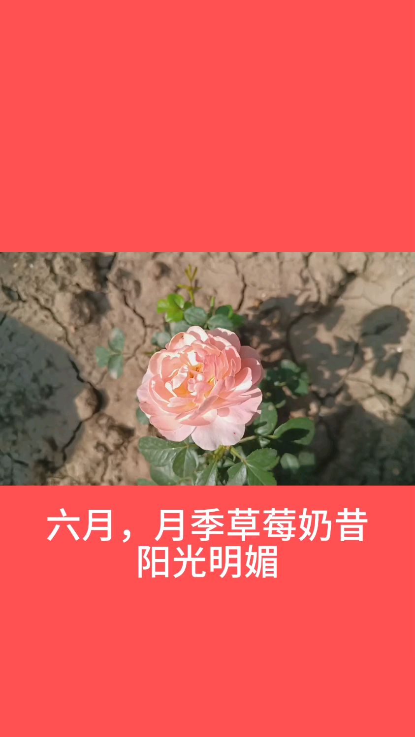 六月,月季草莓奶昔阳光明媚