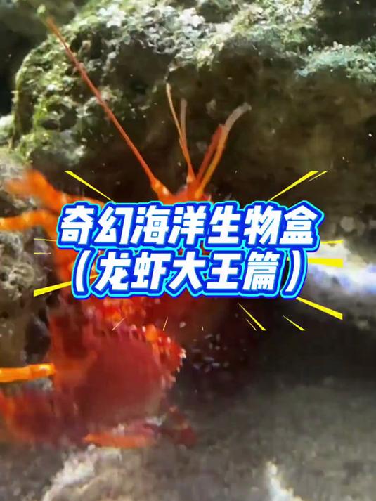 私人海洋孕育出龙虾大王了!