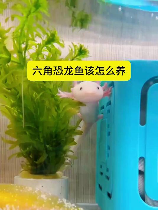 六角恐龙怎么养？六角龙鱼蝾螈饲养喂食吃什么？
