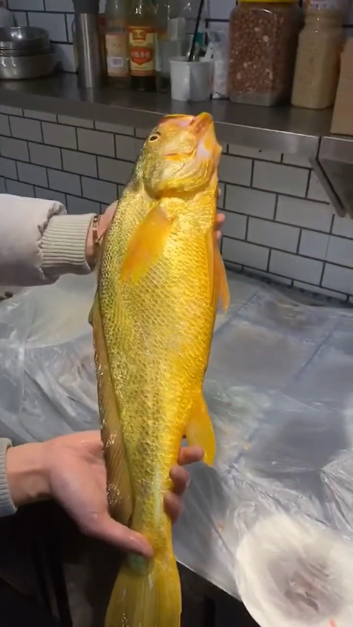 土豪5斤重大黄鱼,刺身吃法!
