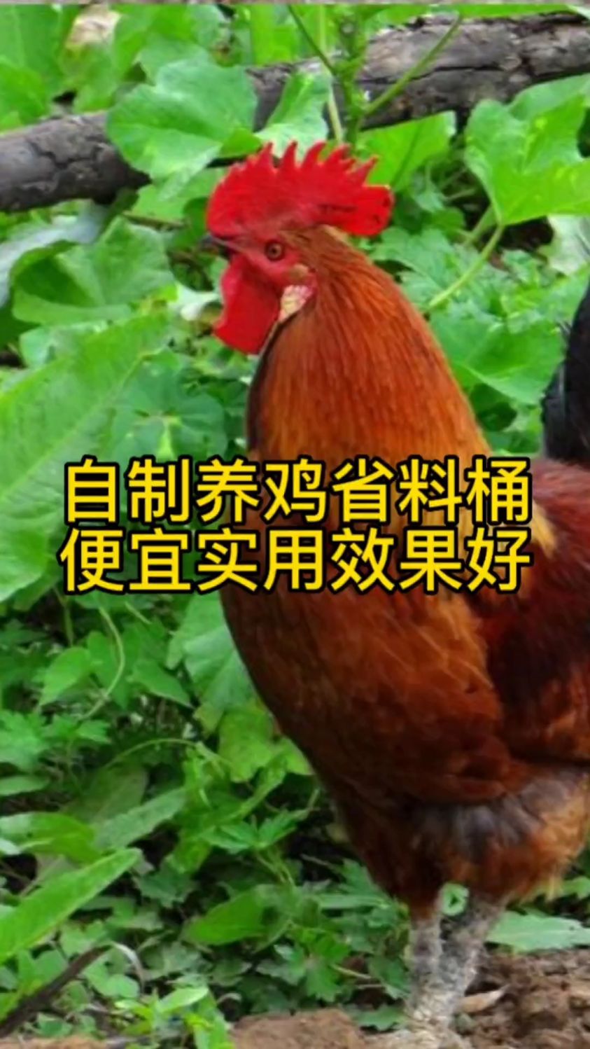 废物利用,自制喂鸡料桶