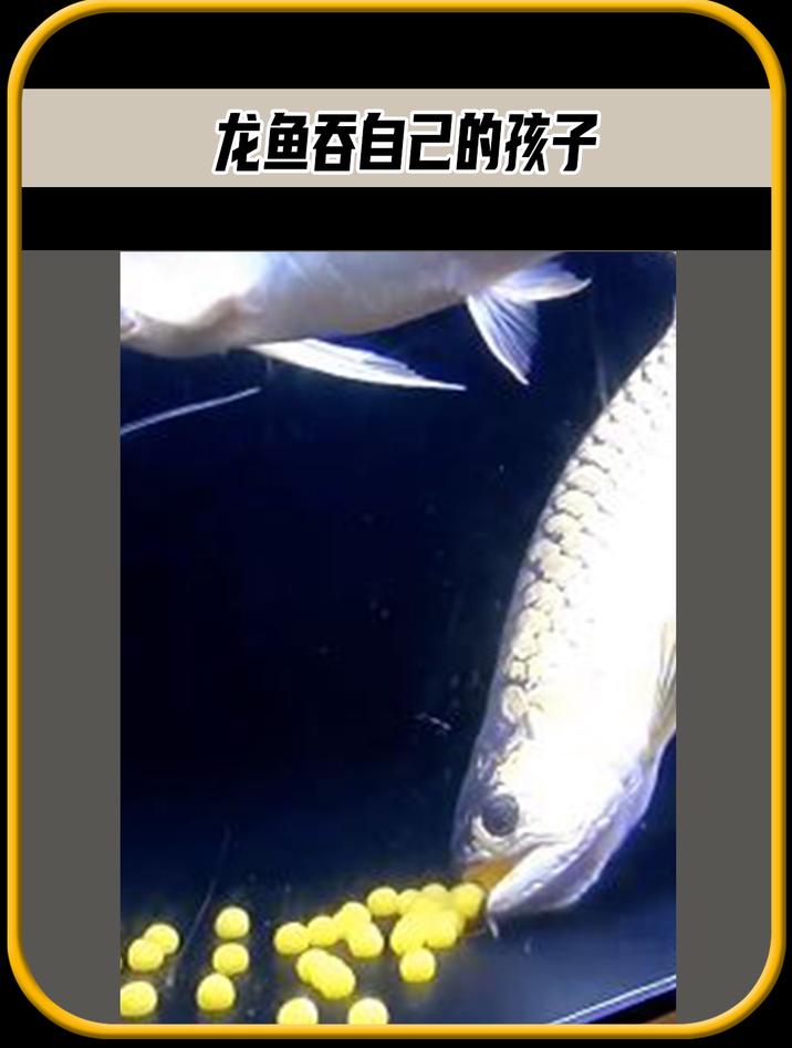 你知道这个鱼为什么吃掉雌性的鱼卵吗,太有趣了