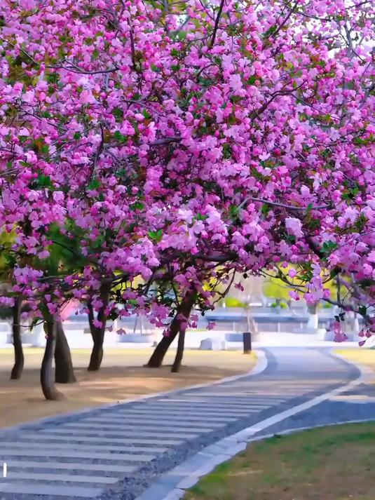 这些花的花语是什么，你知道吗#花语##玫瑰情话##花语心动#