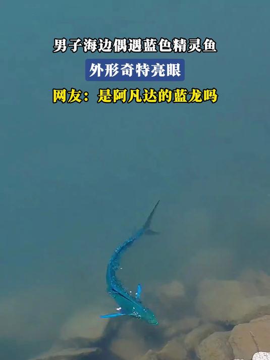 #花满春城我代言#男子海边偶遇蓝色精灵鱼,外形亮眼,网友:是阿凡达的蓝龙吗