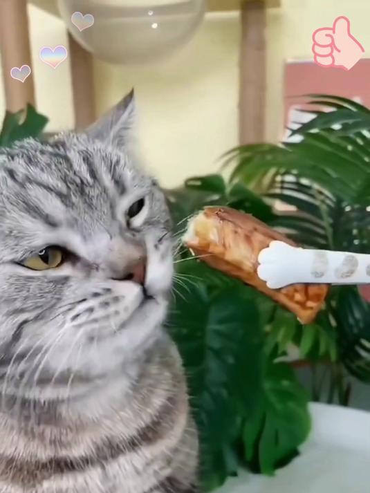 宠物鲣鱼条猫咪零食蒸煮鱼肉喂猫喂狗深海鱼块即食幼孕猫营