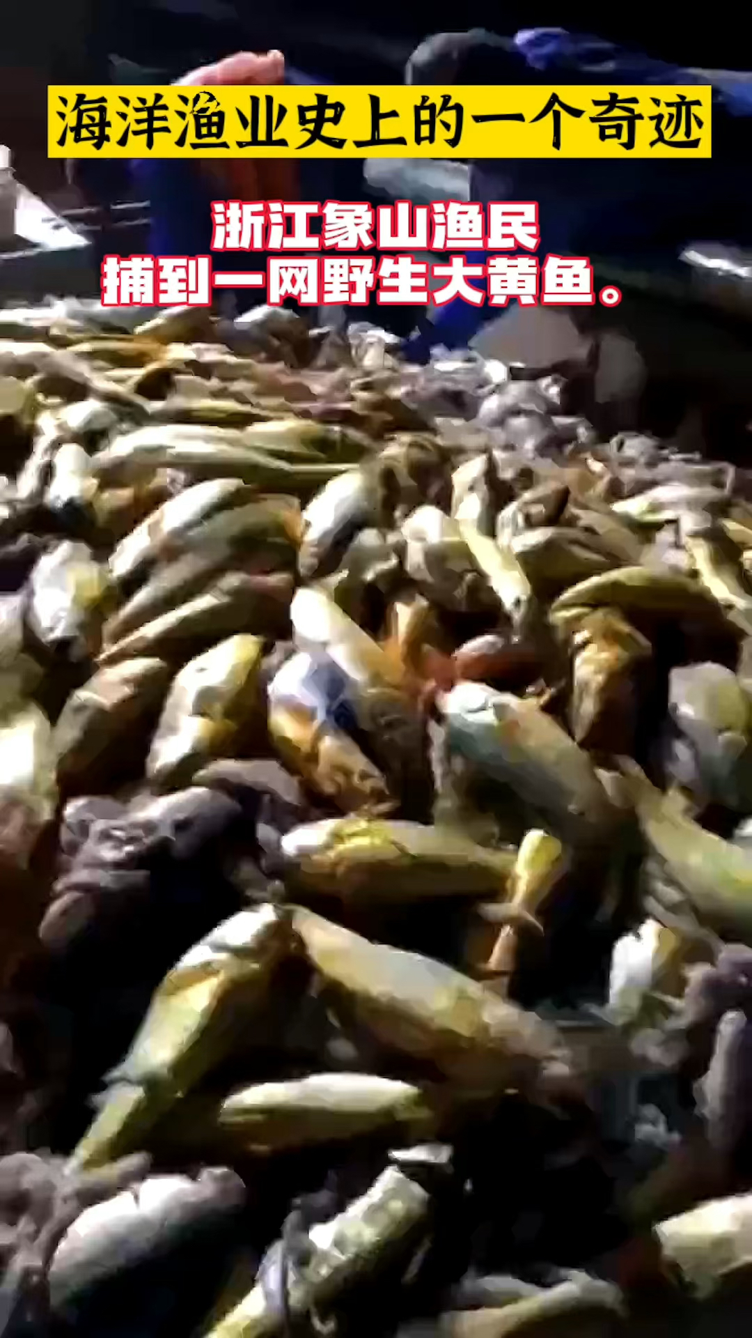 浙江象山渔民发财了!捕到一网野生大黄鱼!一网卖了800万,可抵一条船5年的收入。