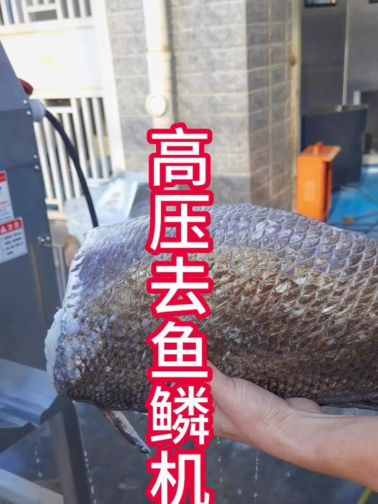 赣云高压去鱼鳞机,适用于各种鱼类去鳞6组高压喷头环绕冲刷去鳞