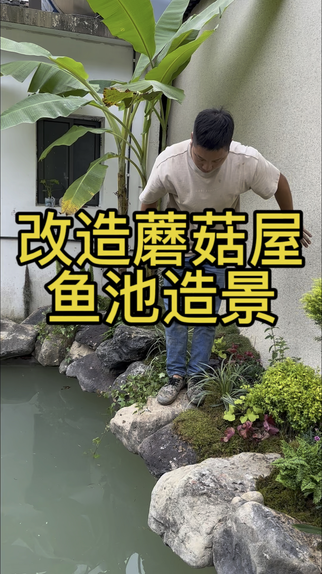 老公在河边捡大石头给院子里锦鲤鱼池造景,太美了