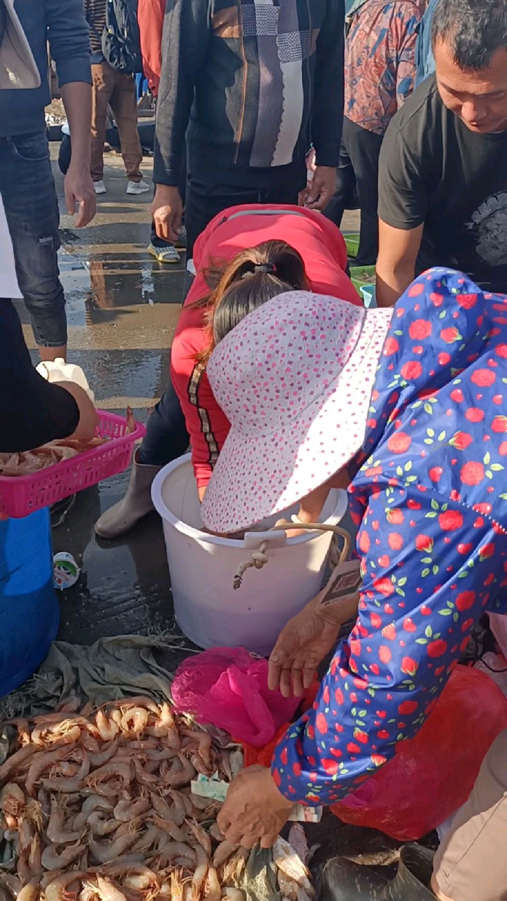 湛江码头近海海捕小船一回港好多天然海虾,这种海明虾好吃好受欢迎,一上岸就许多人抢
