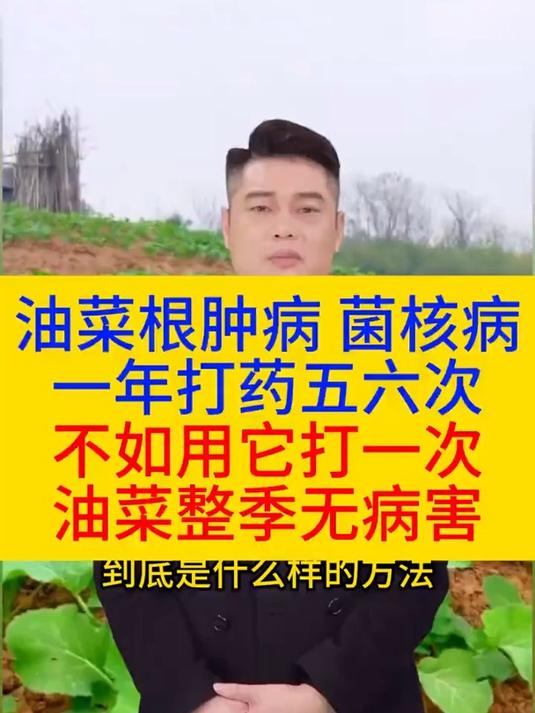 油菜根肿病,一年打药五六次,不如用它打一次,油菜整季无病害