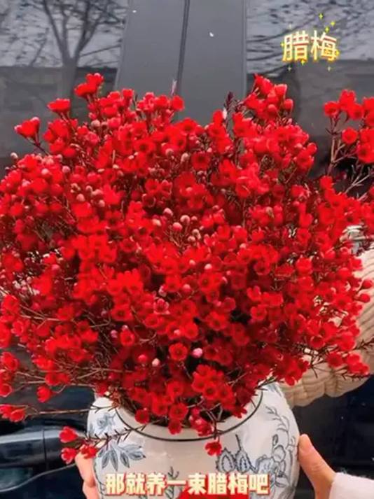 澳洲腊梅鲜切花,耐寒花期长,年宵客厅必备绿植
