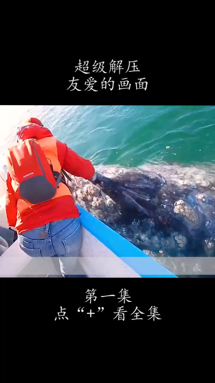 给鲸鱼清理藤壶超级解压 