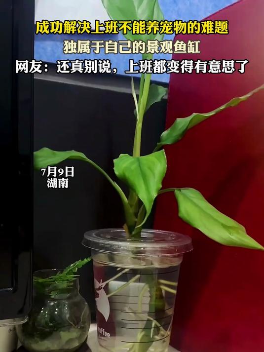 成功解决上班不能养宠物的难题,独属于自己的景观鱼缸