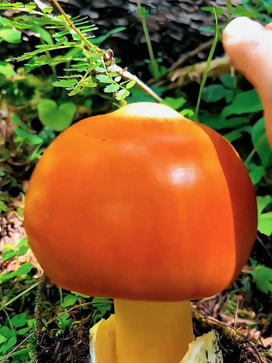野外遇到这些野生菌能吃吗?带你认识15种野生菌