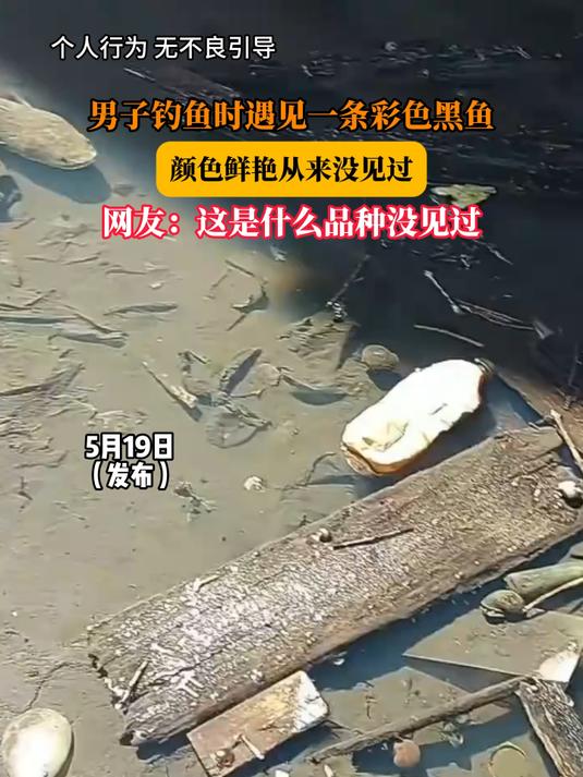 男子钓鱼时遇见一条彩色黑鱼，颜色鲜艳从来没见过，网友：这是什么品种没见过#金榜同行时#