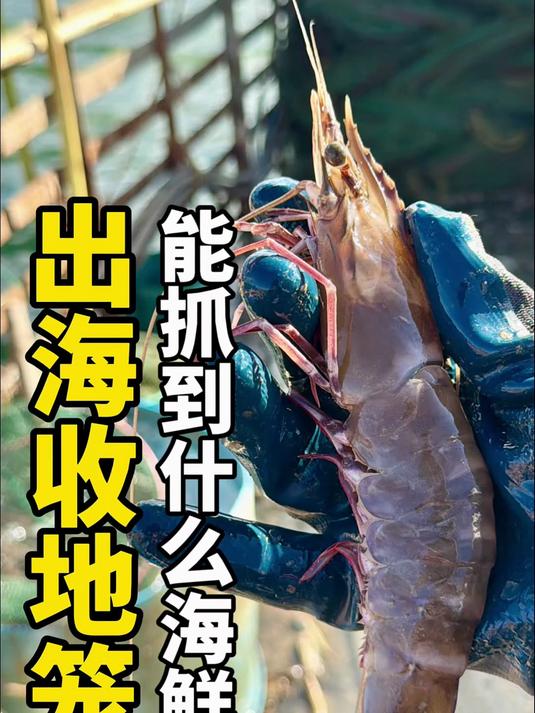 下 400 条地笼收网啦！渔民实拍出海捕鱼，能抓到章鱼吗？