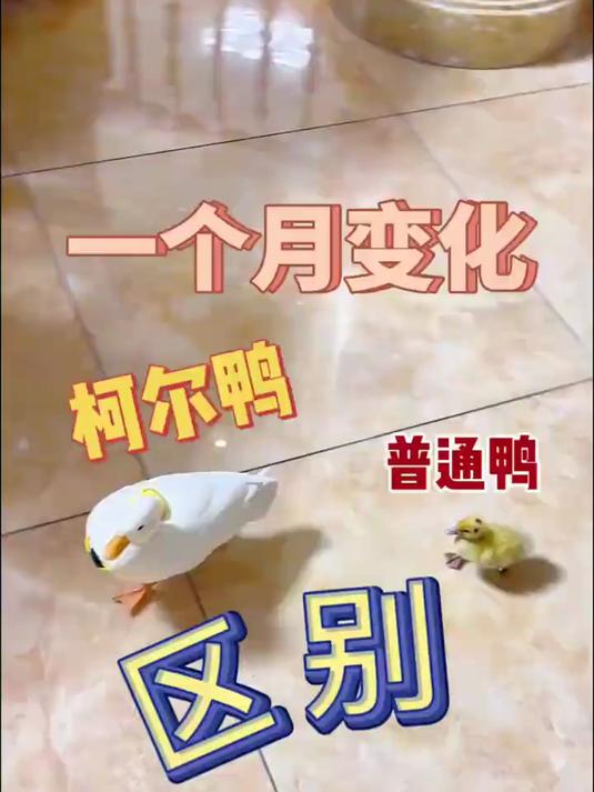 小鸭鸭小时候是真可爱，长大了也是真可饿啊