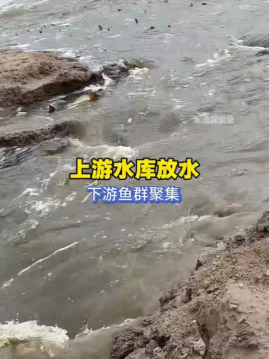 上游水库放水,下游鱼群聚集